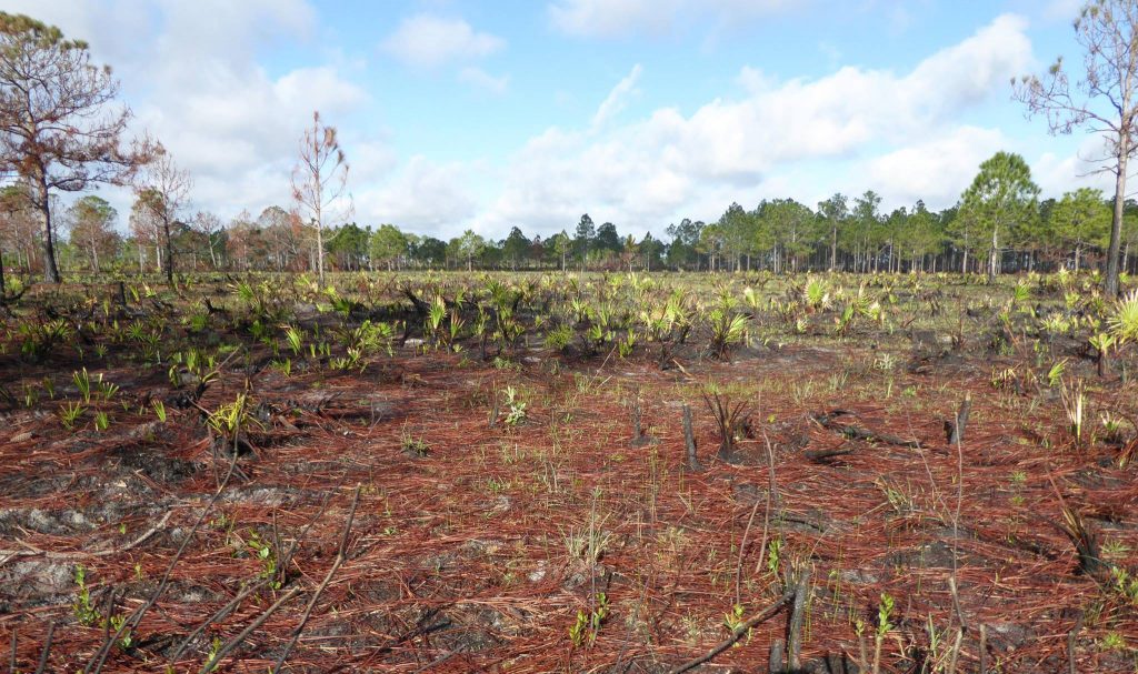 Longleaf pine (Pinus palustris) site post-burn. Photo by Edwin Bridges.