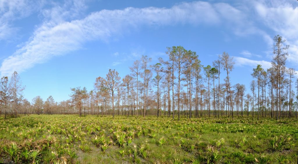 Florida slash pine savanna