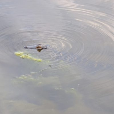 Alligator mississippiensis