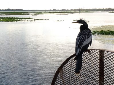 Anhinga anhinga