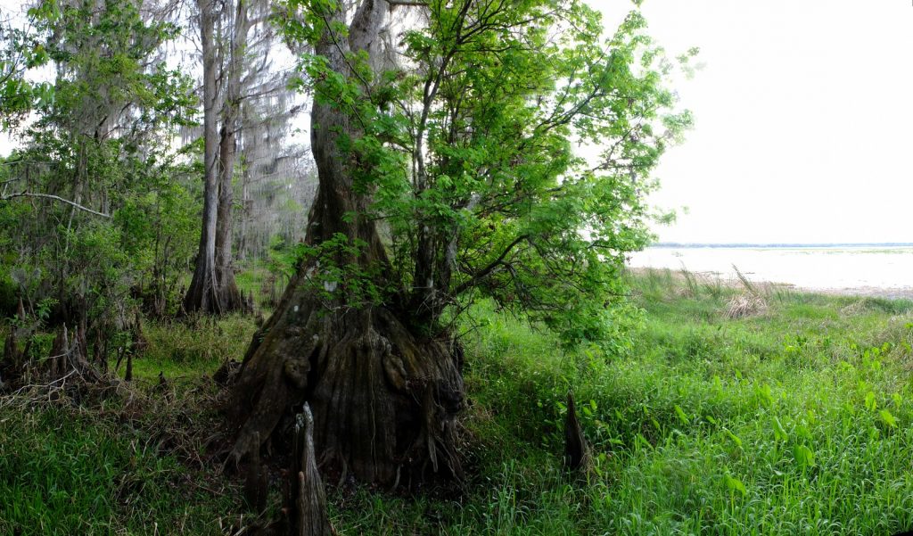 Bald cypress swamp