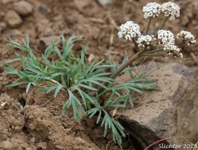 Lomatium gormanii, known as salt and pepper, biscuitroot, "sycan," and "chewaucan."