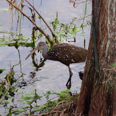 Limpkin, Aramus guarauna