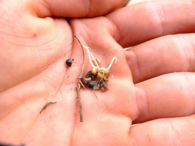 Camassia quamash germinating