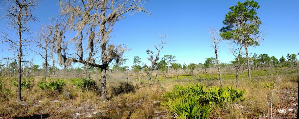 Savanna at Tiger Creek Preserve