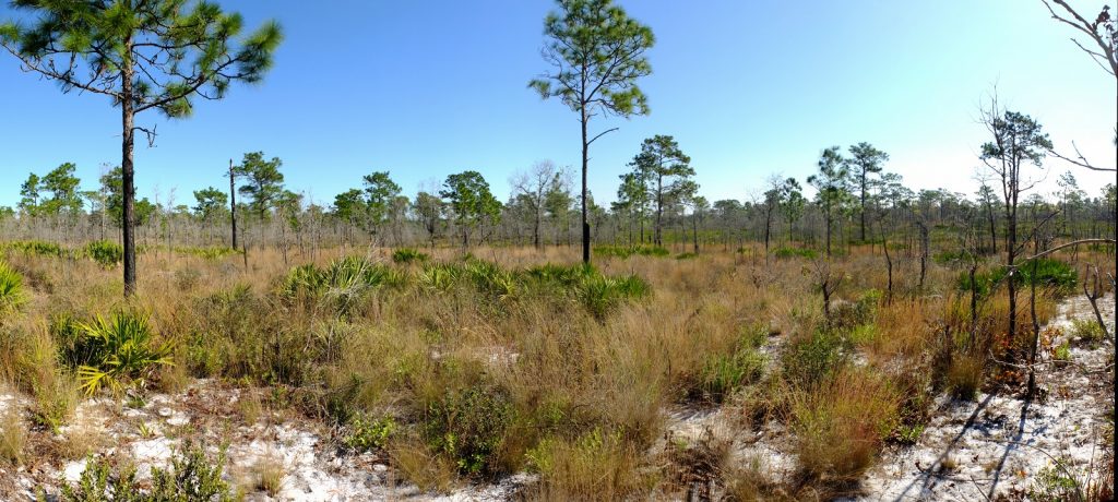 Savanna at Tiger Creek Preserve