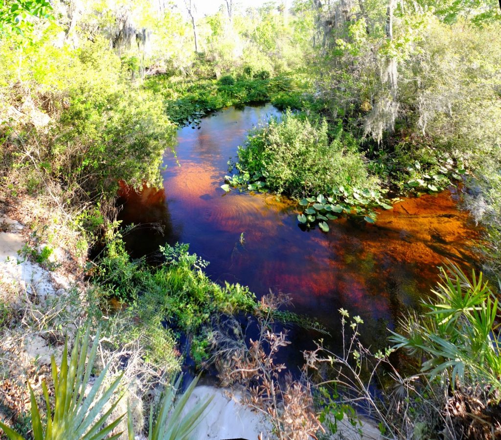 Blackwater stream the Tiger Creek seen at its namesake preserve on the Lake Wales Ridge. This area was naturally sheltered from fire and featured more mesic species.