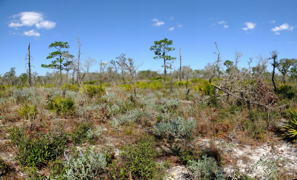 The incredible sandhill savannas of the Tiger Creek Preserve in Polk county, Florida. The preserve sits atop the Lake Wales Ridge, central Florida's oldest and highest land mass.