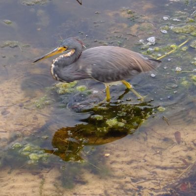 Tricolored heron, Egretta tricolor