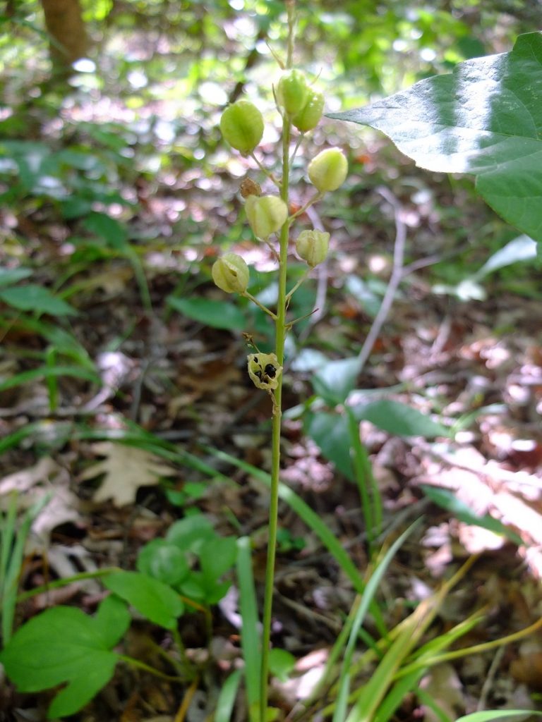 Ripened pods turn brown and split to reveal shiny black seeds. Picture taken May 1st, 2017 in central Alabama.