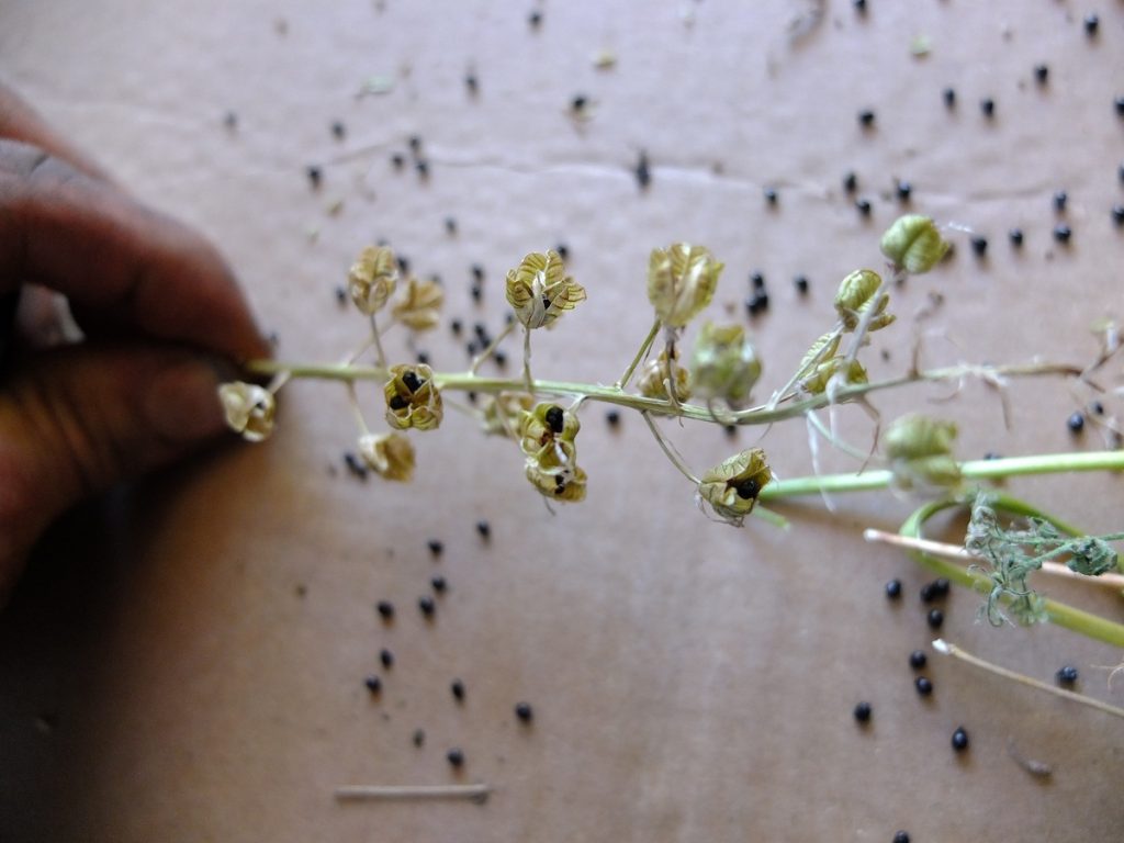 Dried pods with ripened seed of Camassia scilloides.