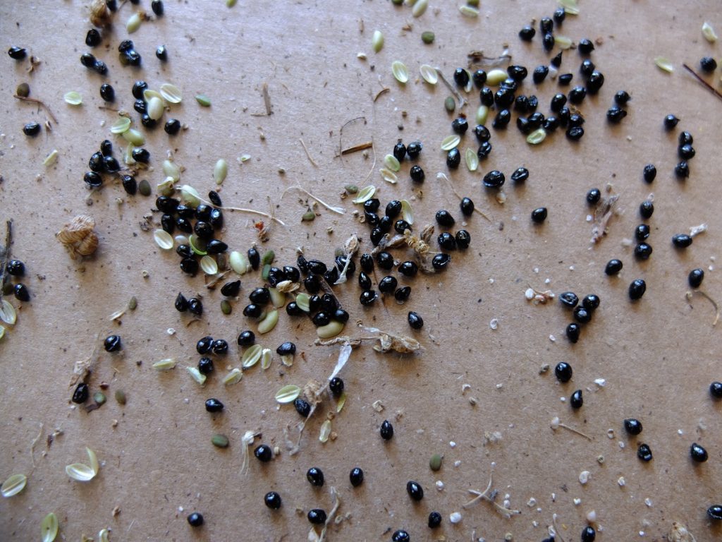 Seeds of Camassia scilloides.