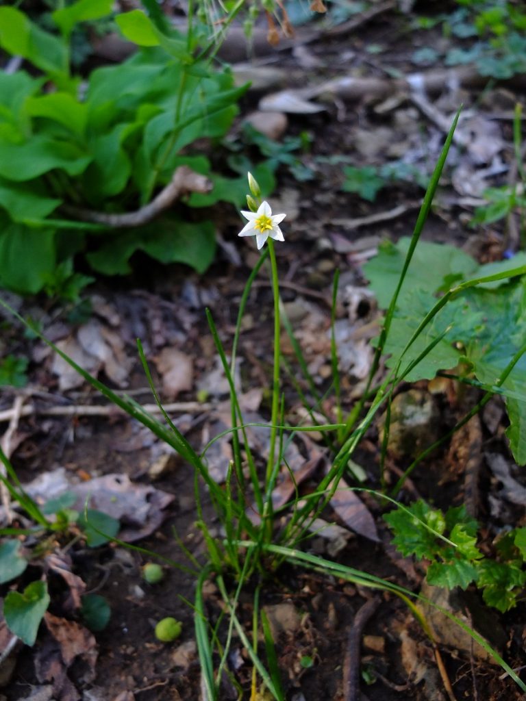 False garlic (Nothoscordum bivalve) often grows near Camassia scilloides, and in the early spring before any flowering the foliage can appear similar and fool the novice forager. The bulb of false garlic, also known as crow poison, is mildly toxic, but is mostly harmless.