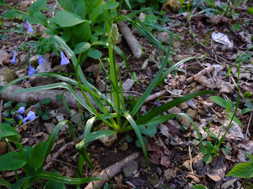 Camassia flower raceme development