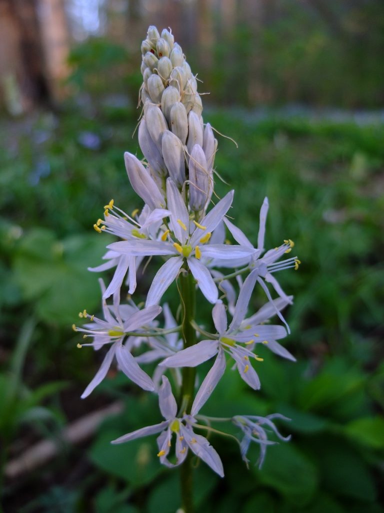 Camassia scilloides, our eastern woodland native camas