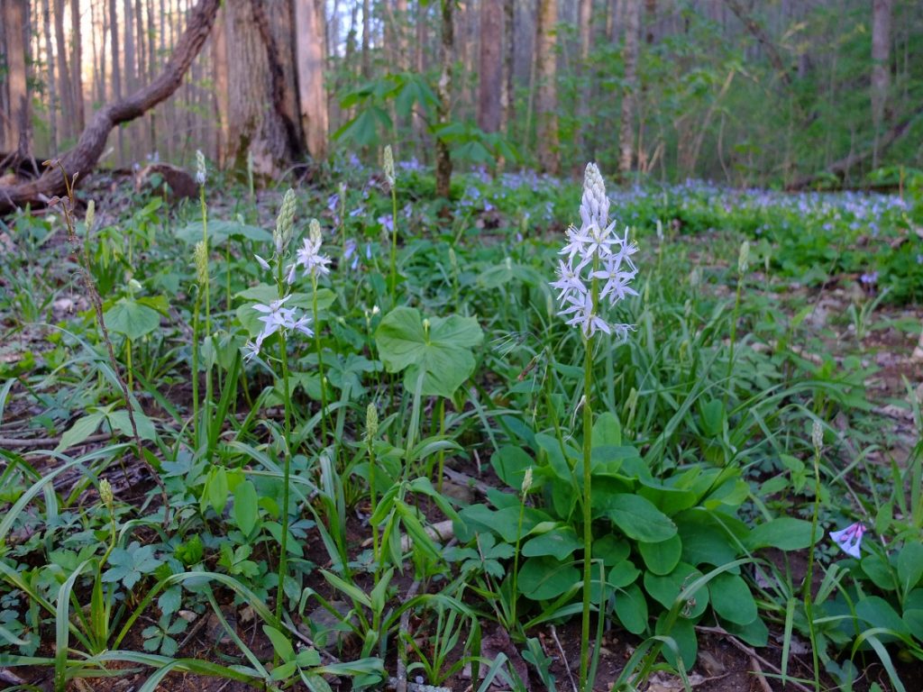 Flowering Camassia