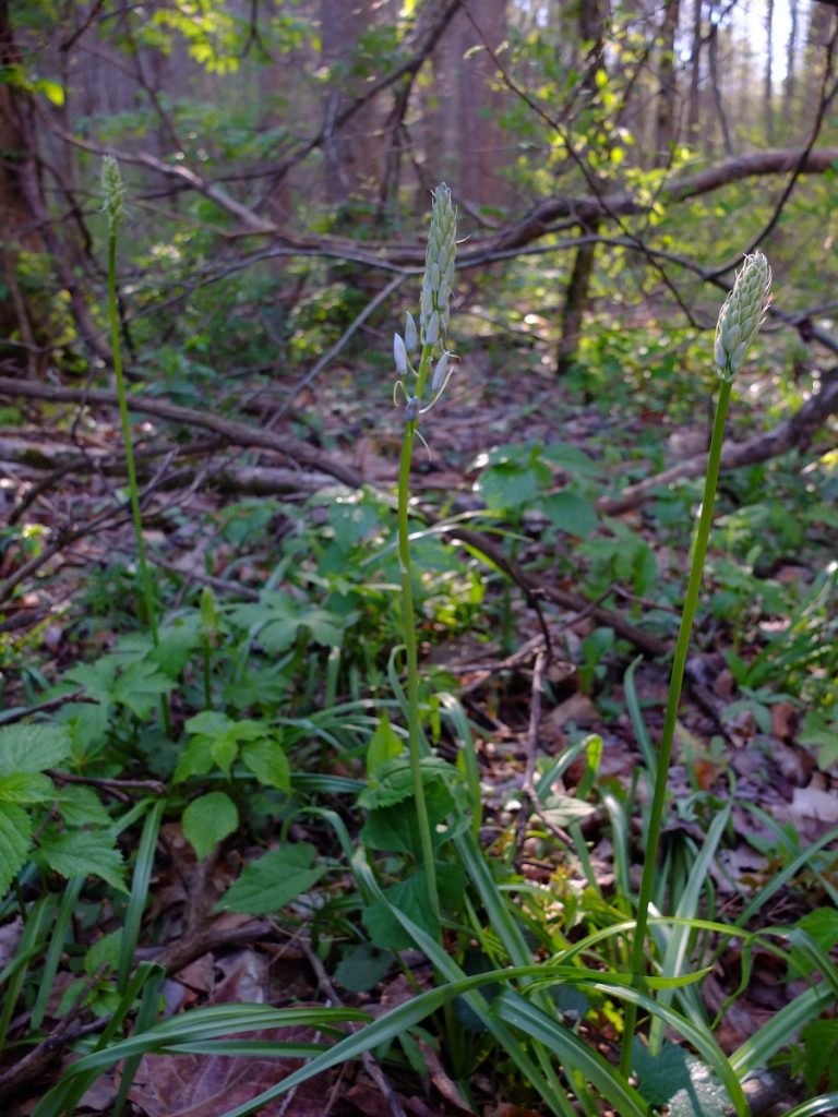 Camassia flower development