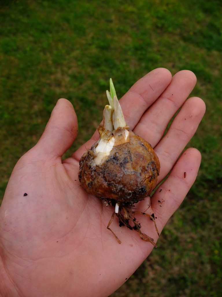 Sizable bulbs of Greater Camas, Camassia leichtlinii