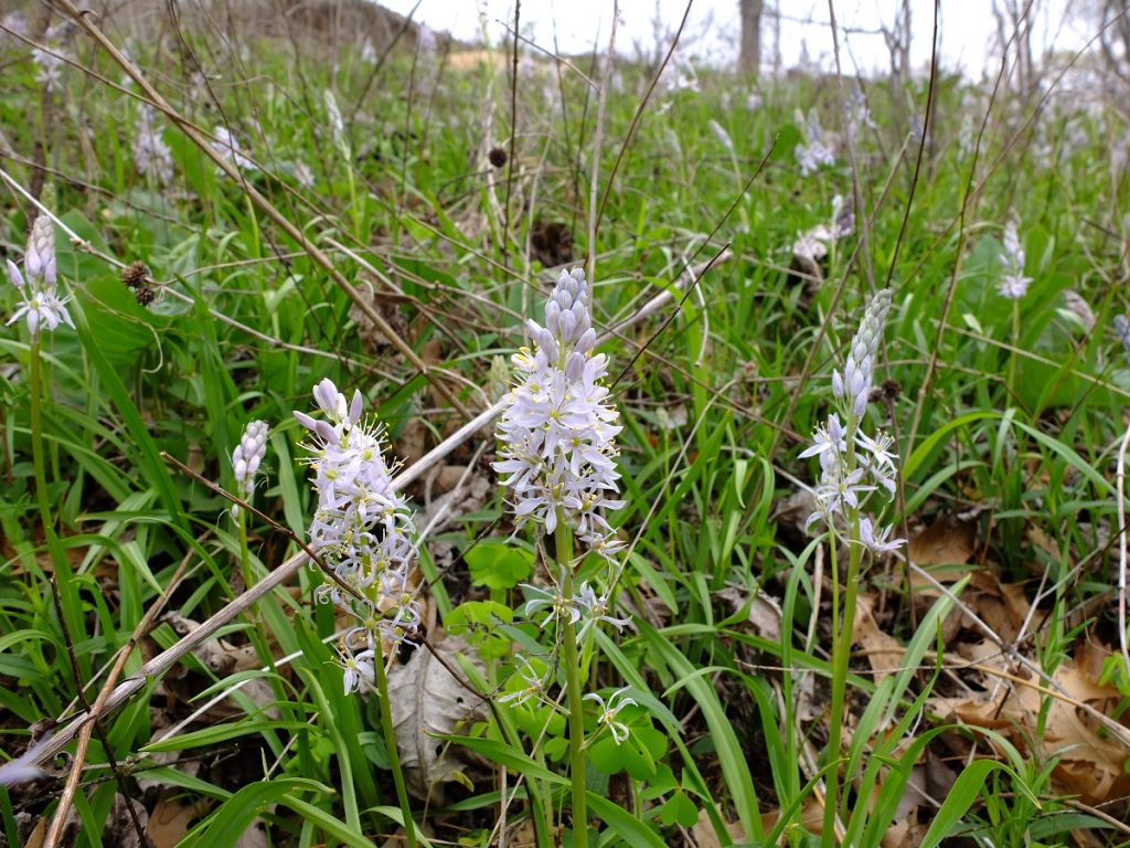 Camassia scilloides growing in southern Illinois at Cave Creek Glade Preserve