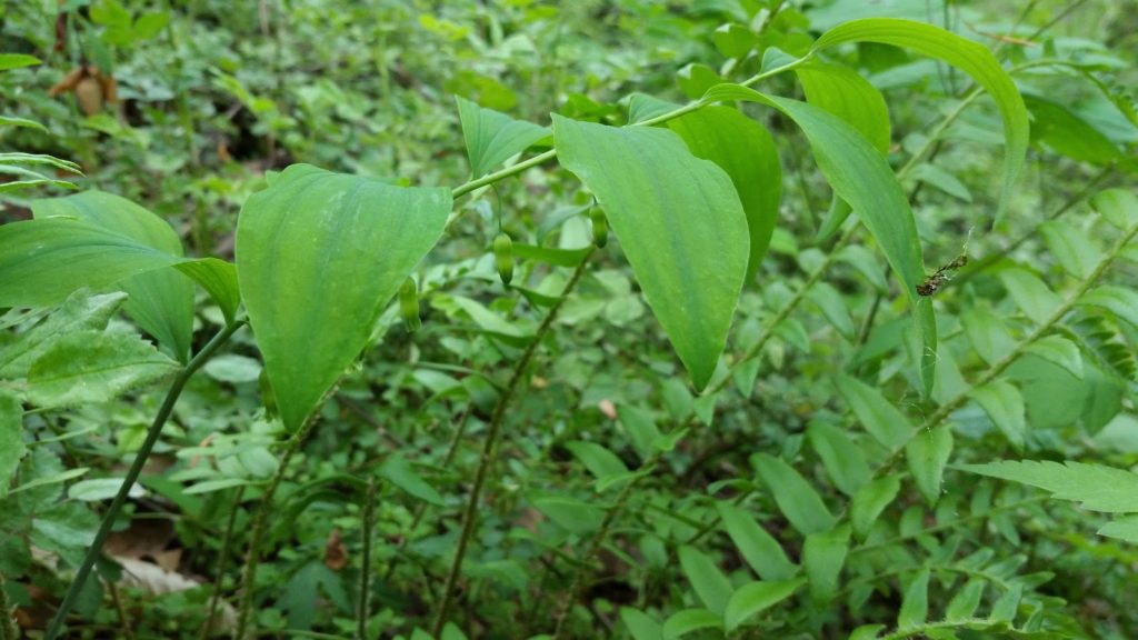 Solomon's Seal (Polygonatum biflorum) in its native woodland habitat.