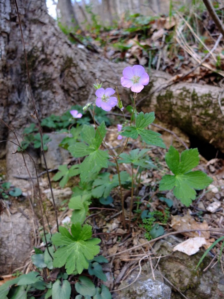 Spotted Geranium