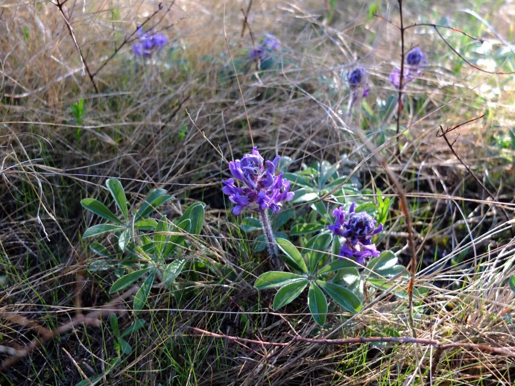 Nashville breadroot (Pediomelum subacaule) in bloom.