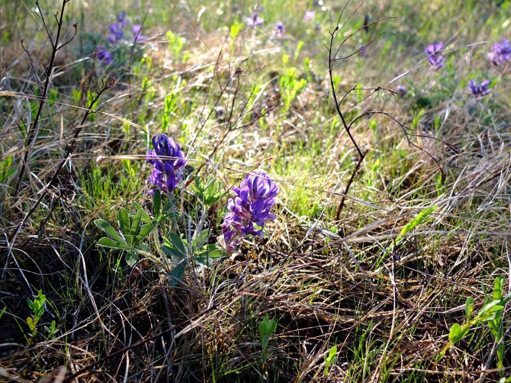 Pediomelum subacaule blooming in early April.