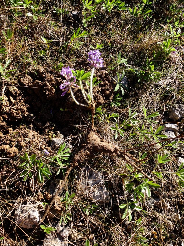 A typical root of Pediomelum subacaule. The root forked because it was growing above a large subterranean limestone rock -- this is common in the cedar glades.