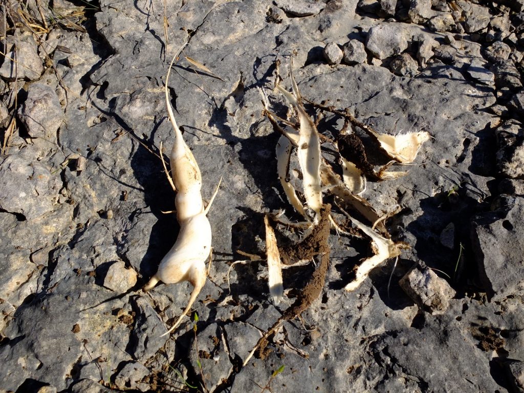 Peeled tuber of Nashville breadroot.