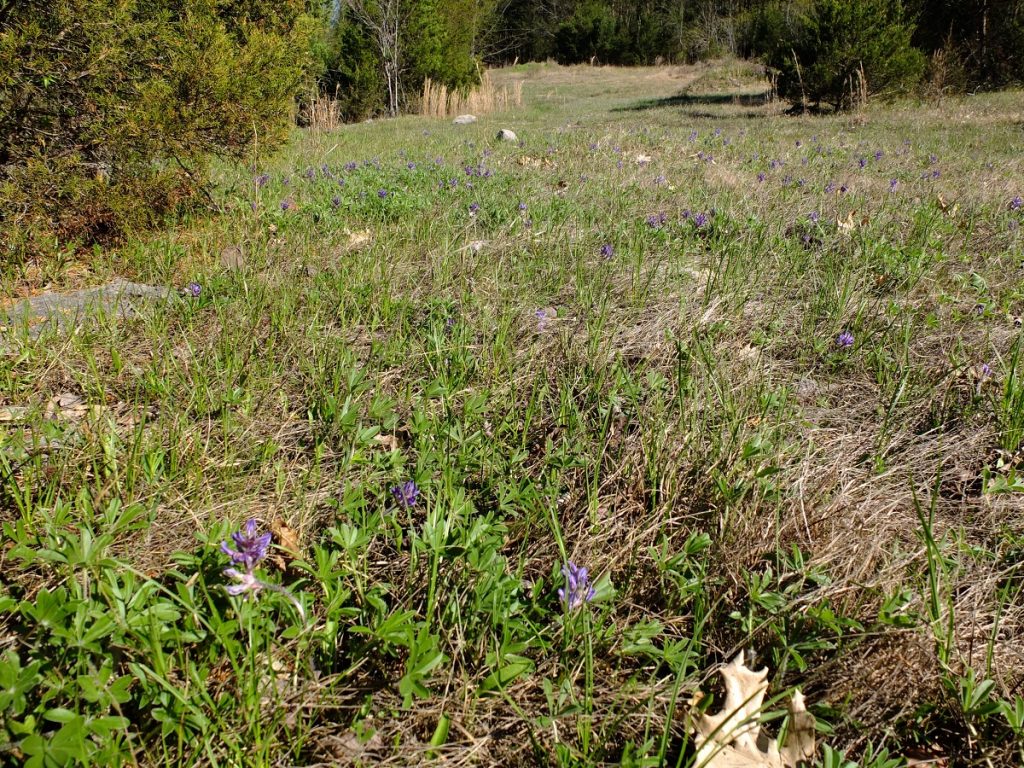 Pediomelum subacaule growing abundantly in shortgrass prairie.