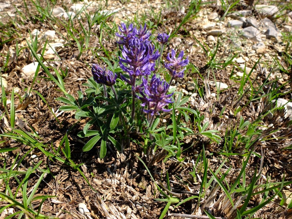 Pediomelum subacaule growing in rocky, limestone soils.