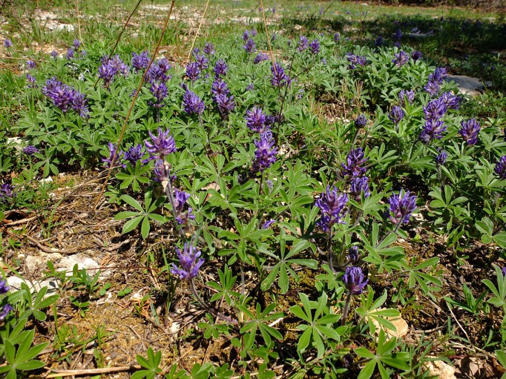 Nashville breadroot seen bloomly thickly like clover blossoms.