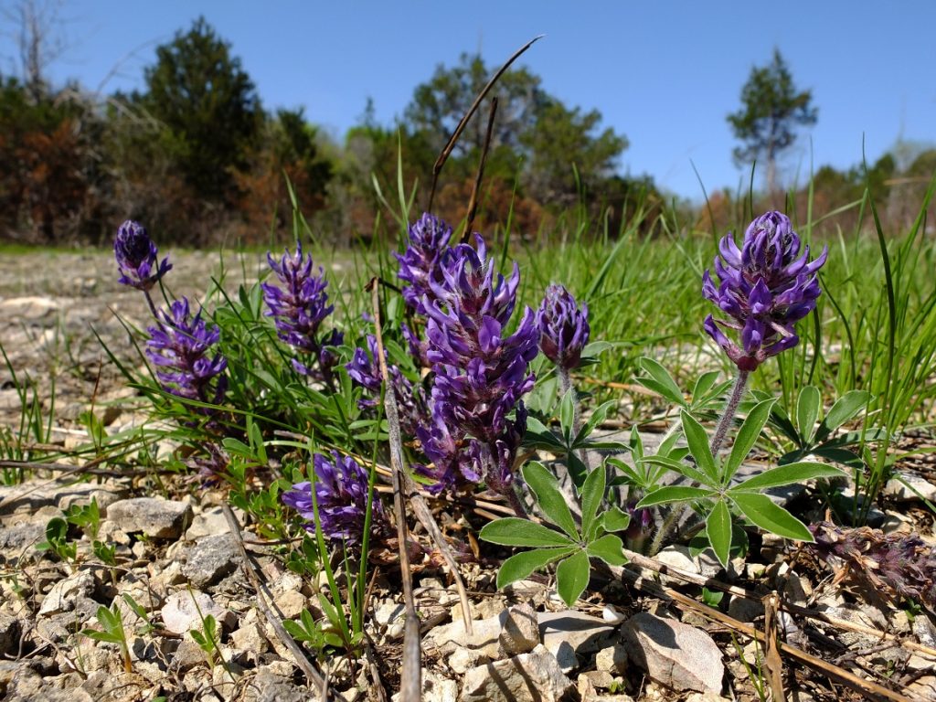 The Nashville breadroot -- Pediomelum subacaule