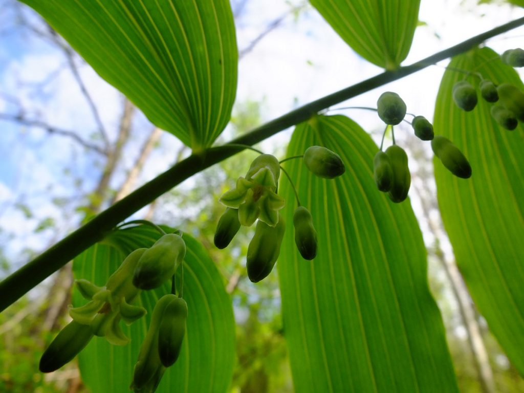 Giant Solomon's Seal flowers (Polygonatum biflorum var. commutatum)