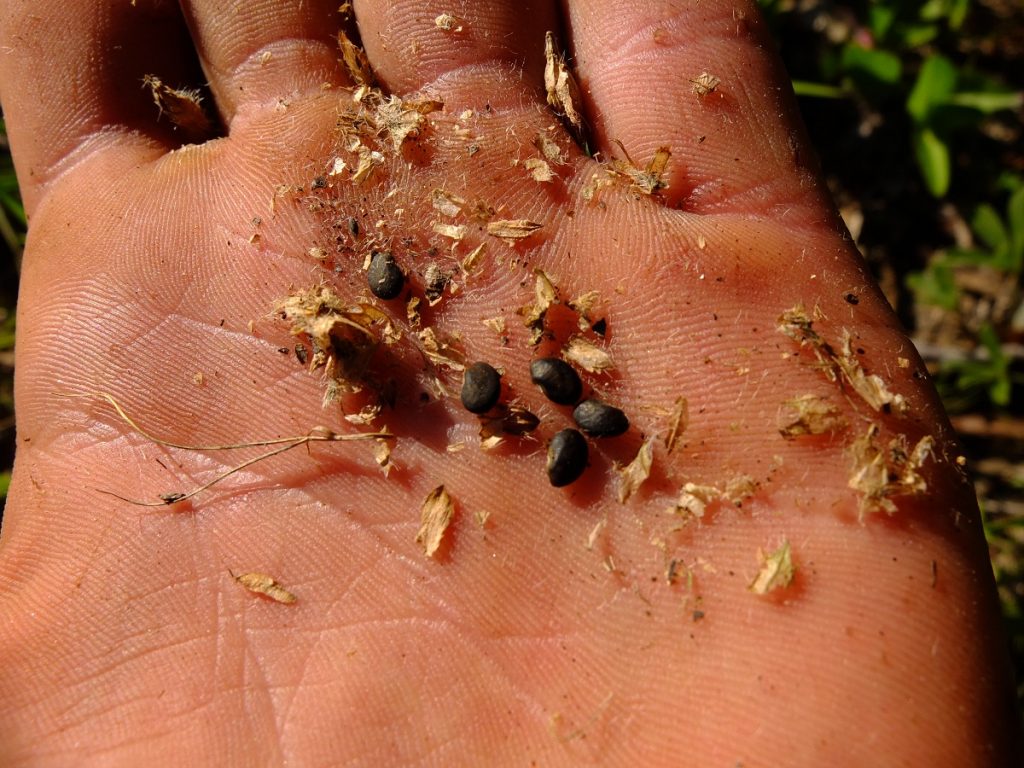 Seeds of Nashville breadroot (Pediomelum subacaule)