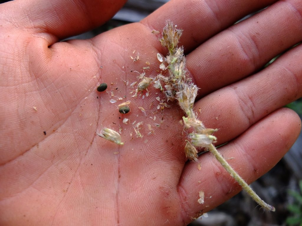 Seeds of Pediomelum acaule.