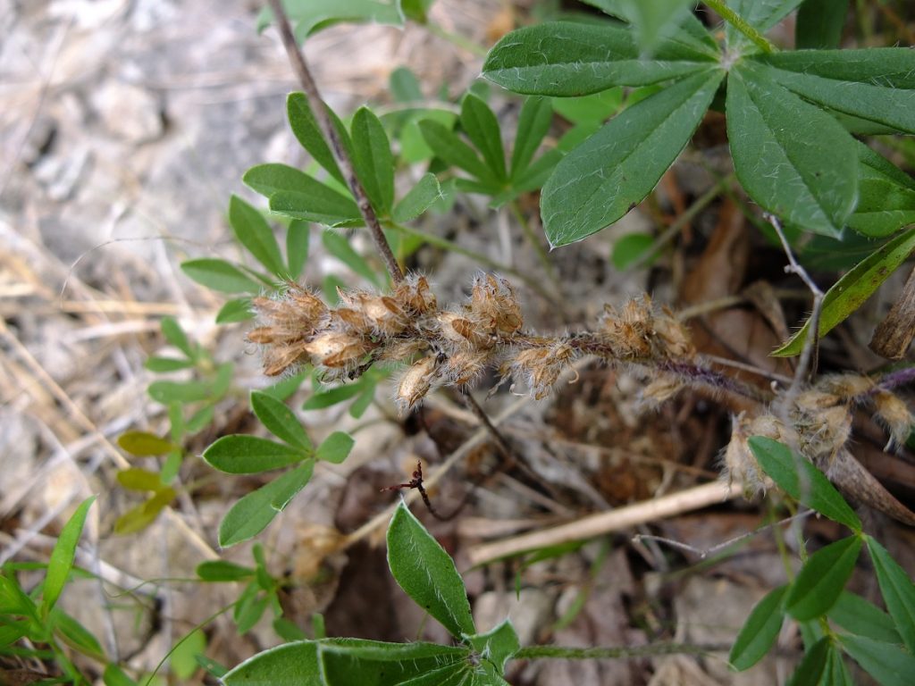 Dessicated flowers hold ripened seeds.