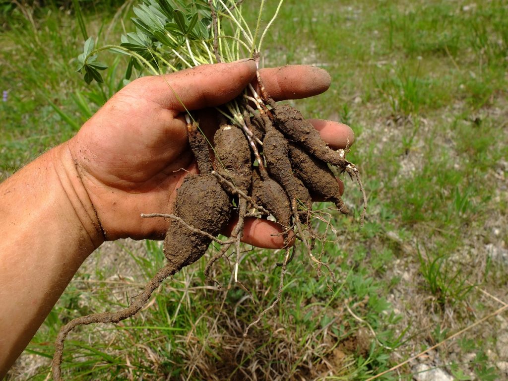 All of these roots were harvested from a roughly eight inch by eight inch square patch of earth.