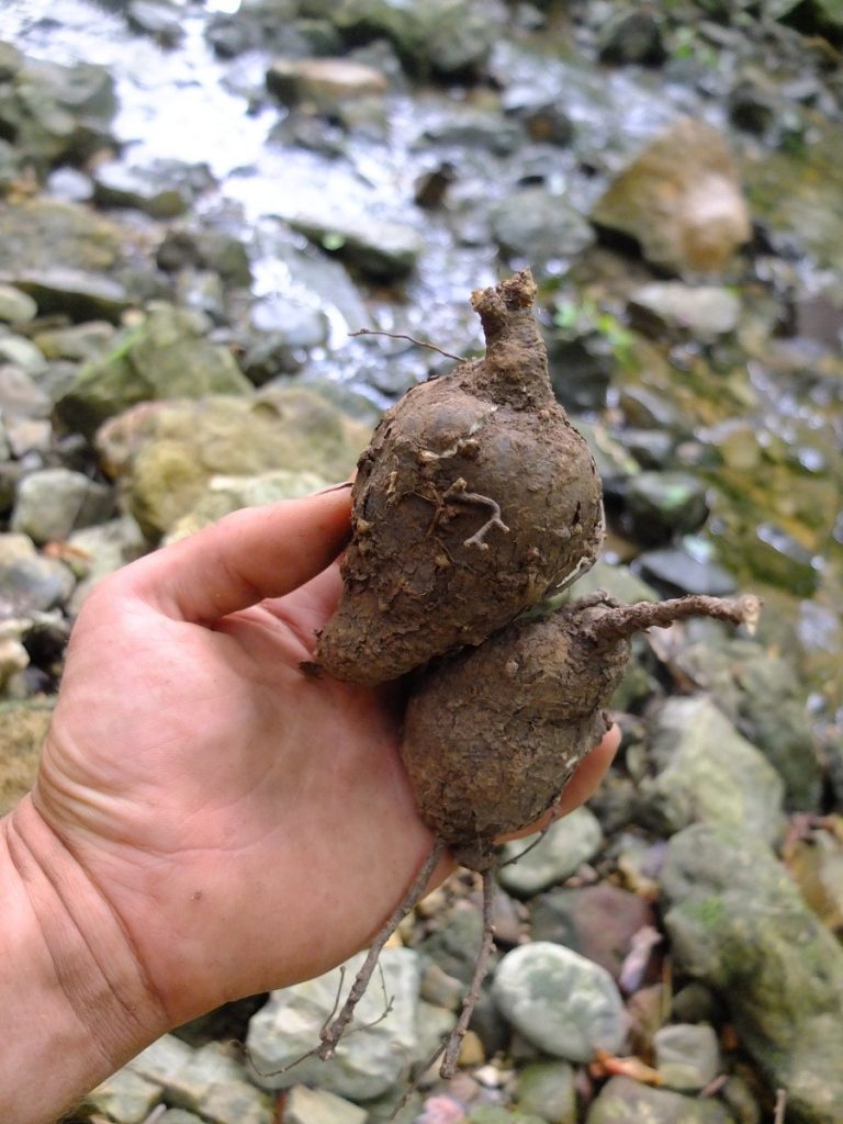 The tubers of Nashville breadroot can grow to be quite large.