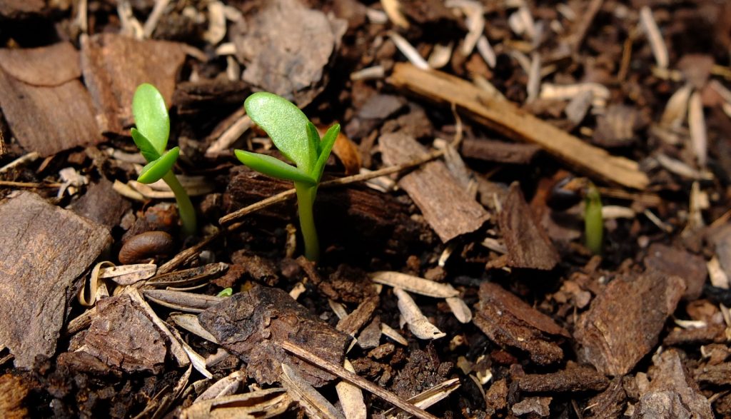 Germination of Nashville Breadroot (Pediomelum subacaule). 6/19/2017 in southeastern Pennsylvania. All I did was sow the seeds in a flat... nature did the rest!