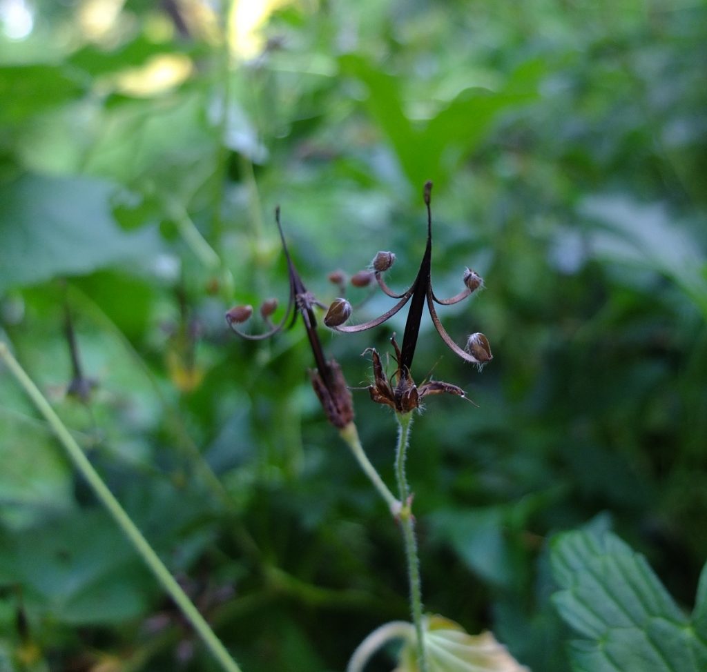 Geranium maculatum after seed dispersal