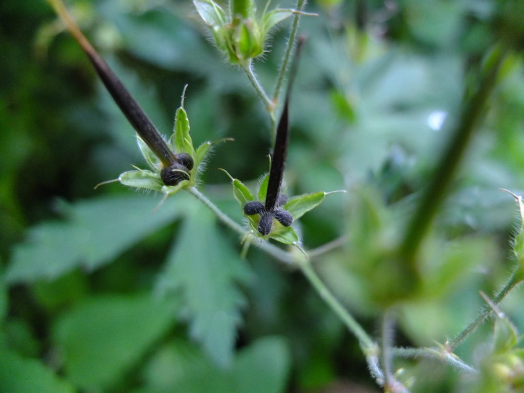 Geranium maculatum ripened seed