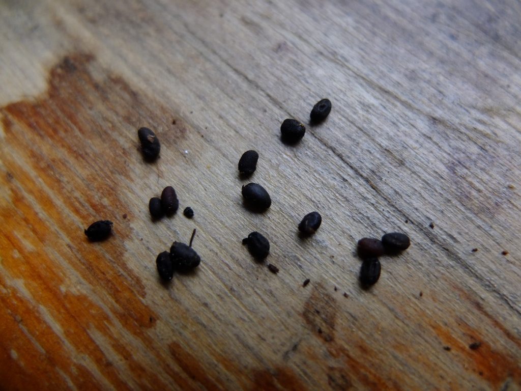Geranium maculatum seeds
