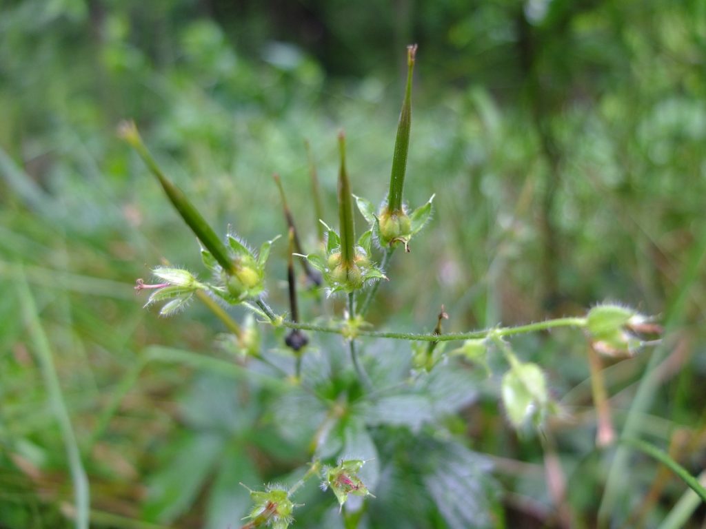 Geranium maculatum unripe seed