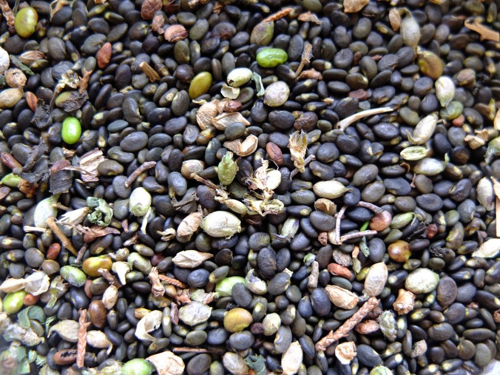 Gathered and winnowed seeds