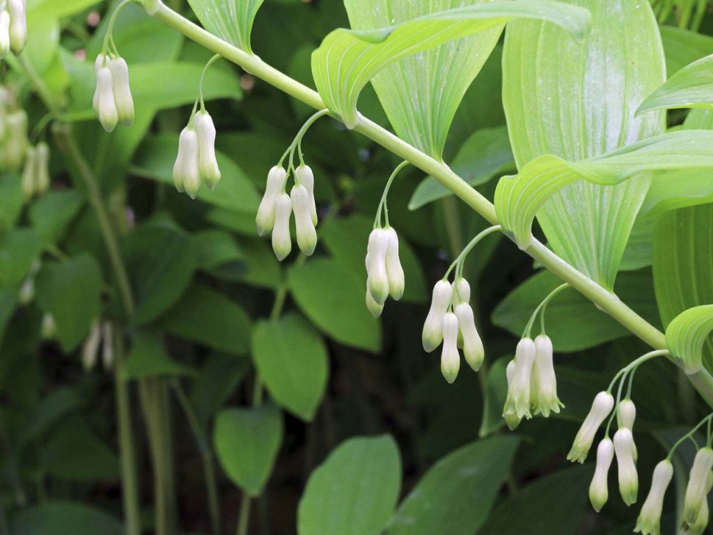 The tender blossoms of Solomon's Seal are a delicacy.