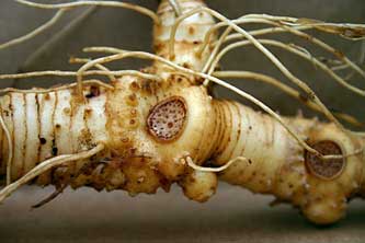 Rhizome of Solomon's Seal showing the "seals." These rhizomes may serve as starchy staple food.