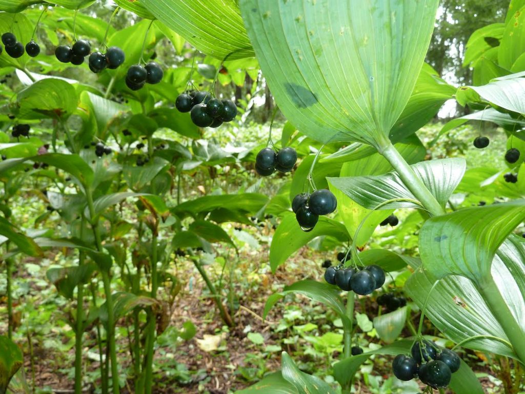 Ripened berries of Giant Solomon's Seal.