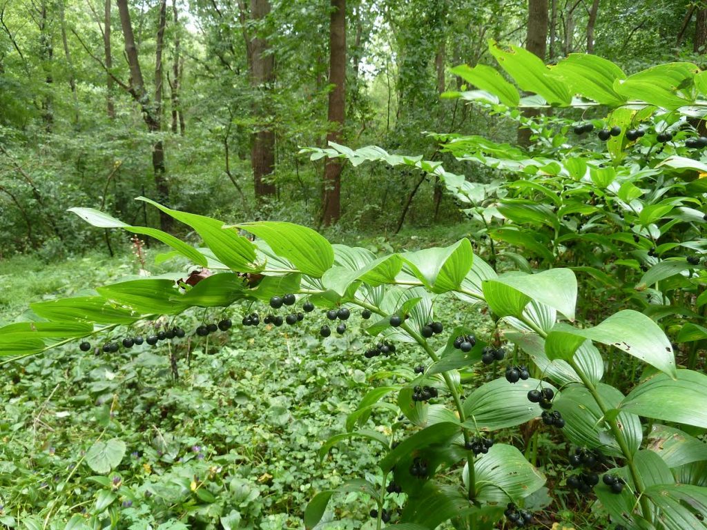 Giant Solomon's Seal (Polygonatum biflorum var. commutatum) with ripened berries in the late summer.