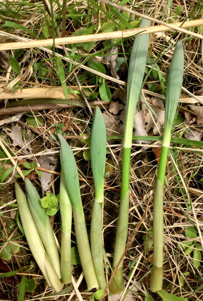 The young unfurled shoots of Solomon's Seal are another spring-time delicacy. Harvesting the shoots does not seriously hurt the plant, which sends up new replacement shoots after the first are cut (much like asparagus).